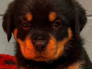 Rottweiler dogs - Advert 3