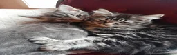 Mixed Breed cats for sale: 4 attractive Turkish Angora/Maine Coon kittens in Newquay - Advert 9