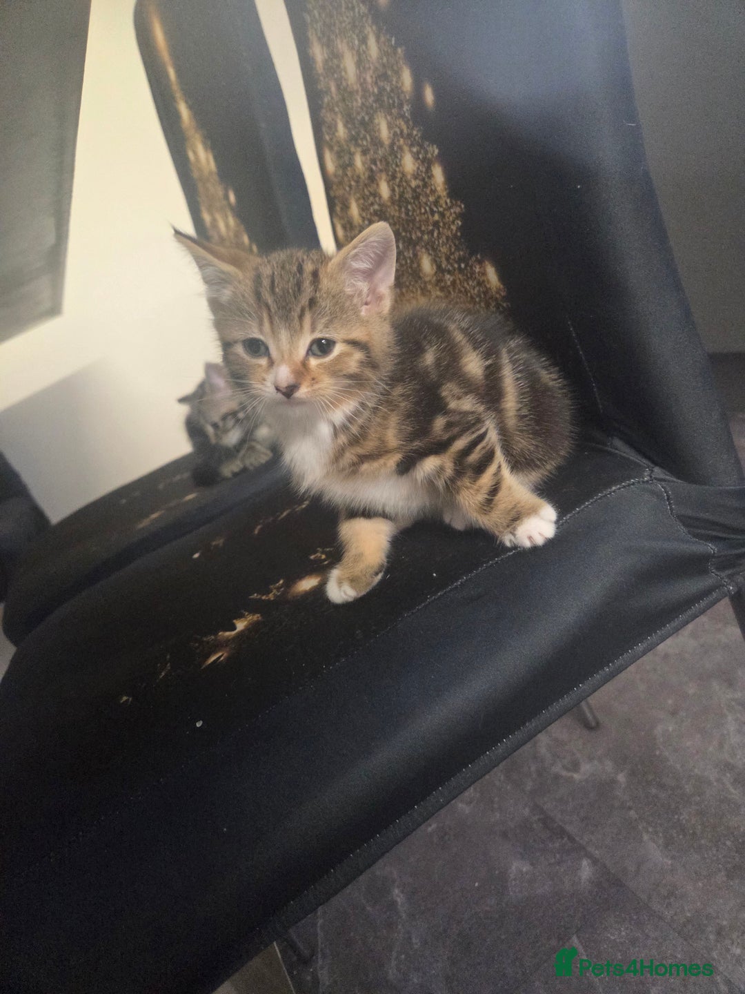 Mixed Breed cats for sale: 2 male kittens for sale - Advert 10