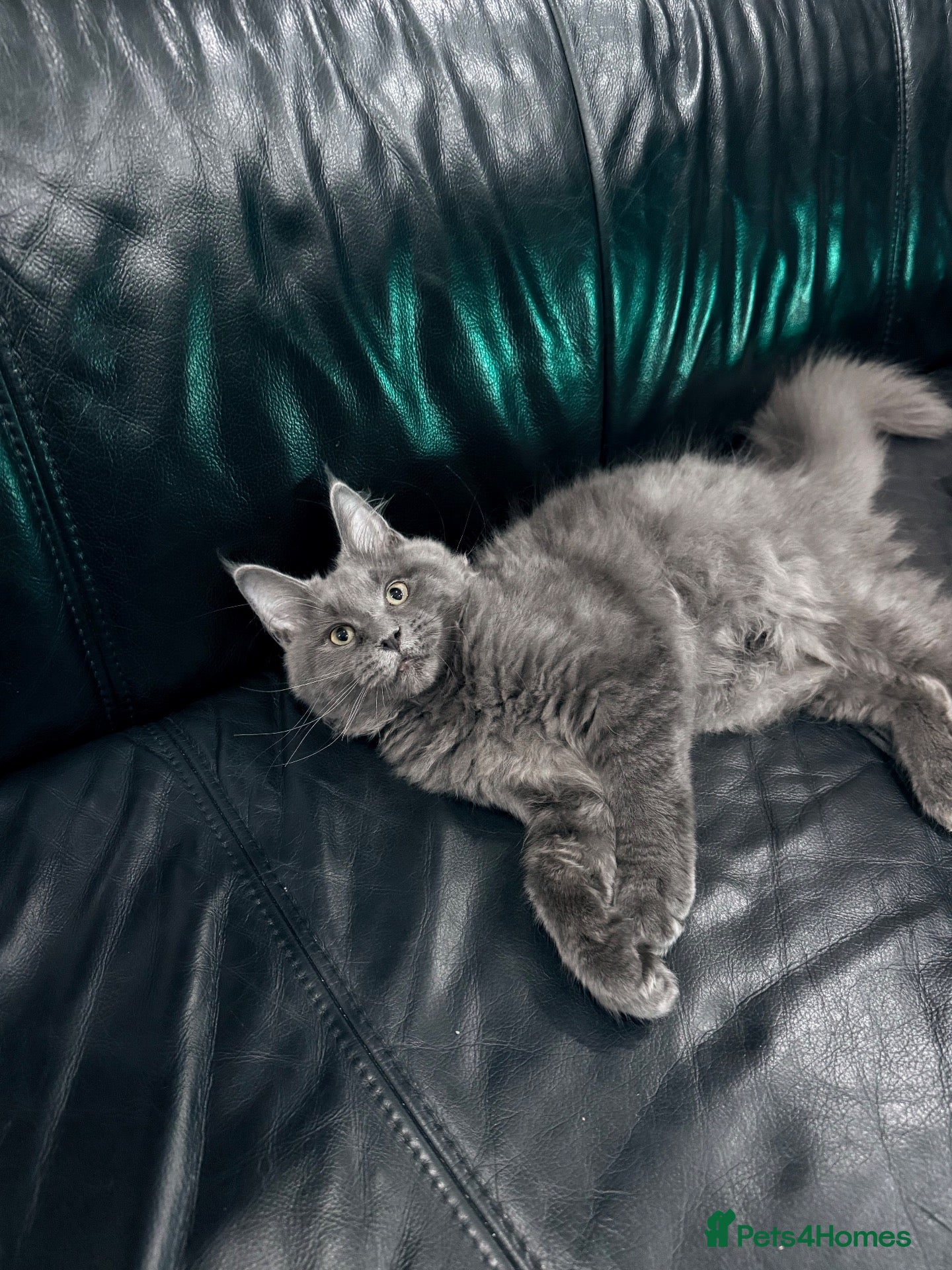 Maine Coon cats Maine Coon Kittens XXL – Blue. Beautiful - Advert 2
