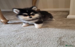 Pomsky dogs for sale:  toy size multi-generational pomsky puppies  - Image 10