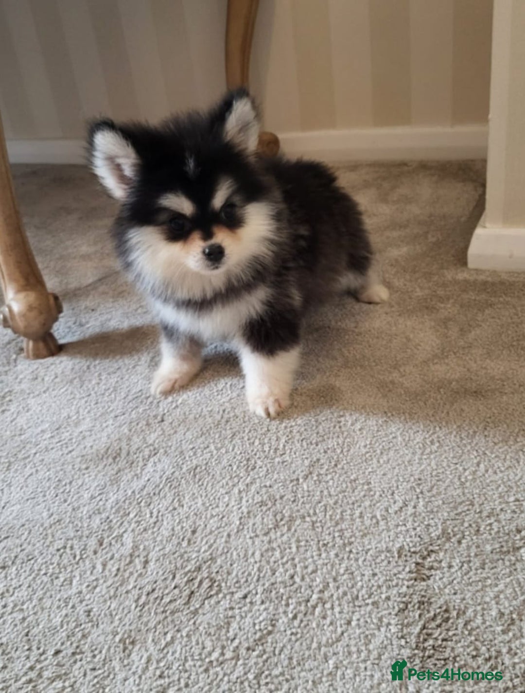 Pomsky dogs for sale:  toy size multi-generational pomsky puppies  - Image 10
