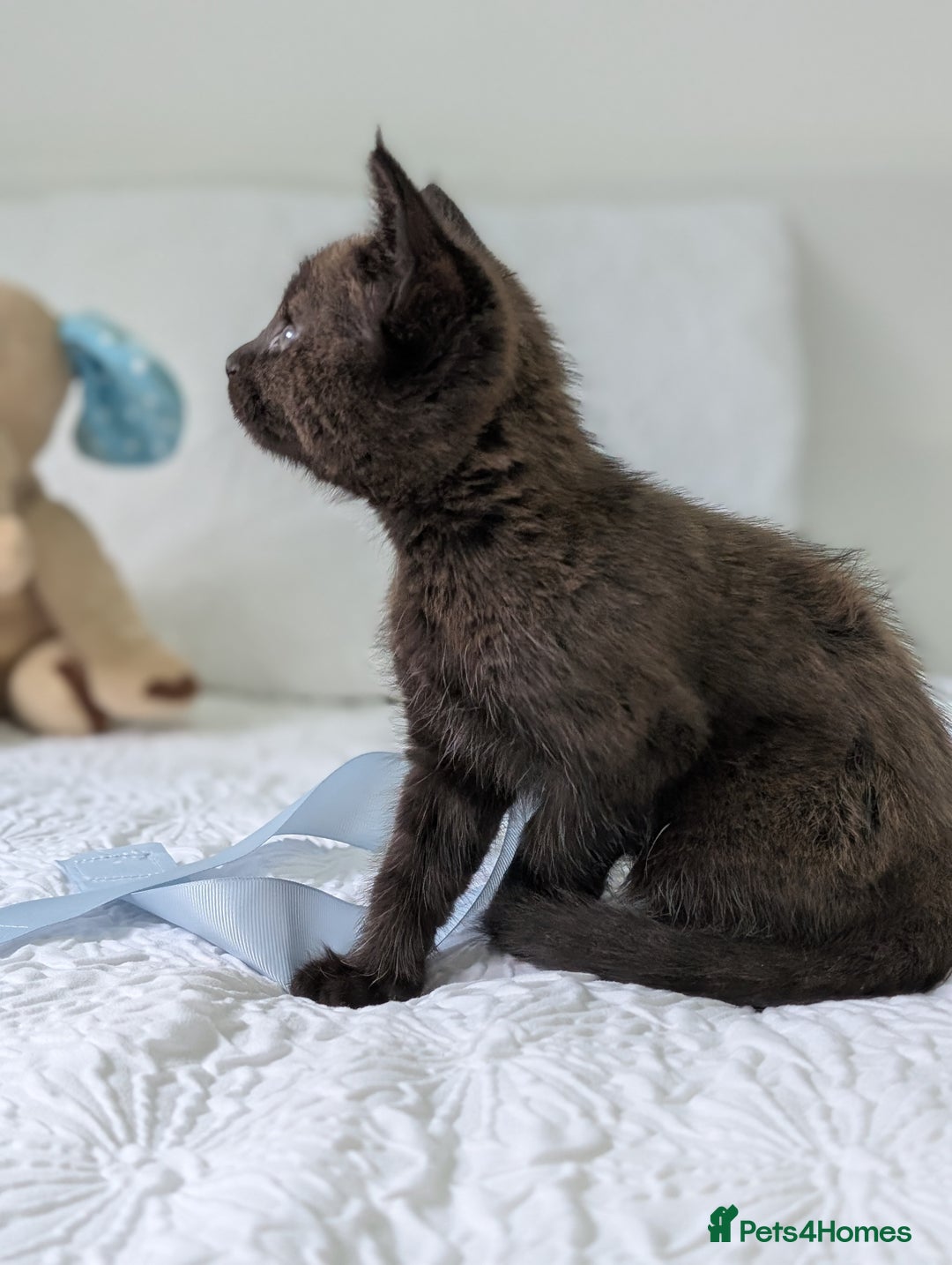 Maine Coon cats for sale: Maine Coon X kittens - Image 17