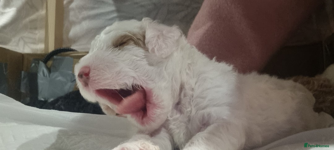 Toy Poodle dogs for sale: Toy poodle puppy - Advert 14