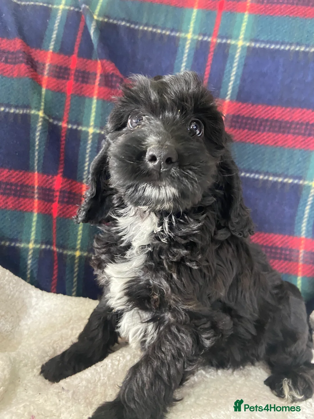 Cockapoo dogs for sale: F1 chocolate sable Cockapoos - Advert 13