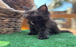 Maine Coon cats for sale: Black smoke pedigree Maine Coon in Kettering - Image 11