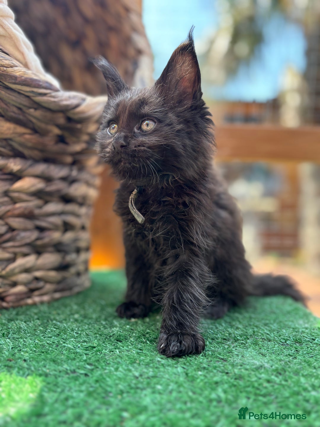 Maine Coon cats for sale: Black smoke pedigree Maine Coon in Kettering - Image 11