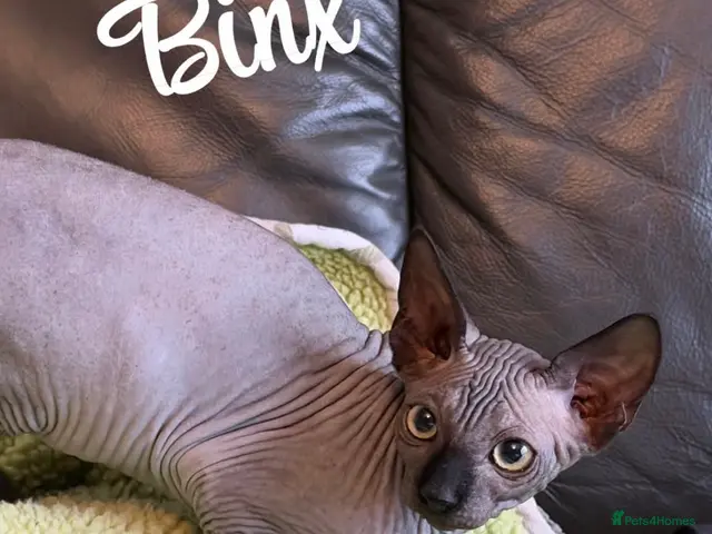 Sphynx cats for sale: 🐾TICA REGISTERED SPHYNX - £800 O.N.O 🐾 - Advert 5