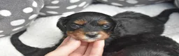 Cavapoo dogs for sale: Health Tested Cavapoo Puppies  - Advert 9