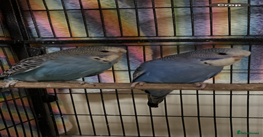 Budgerigars birds in Knutsford - Advert 9
