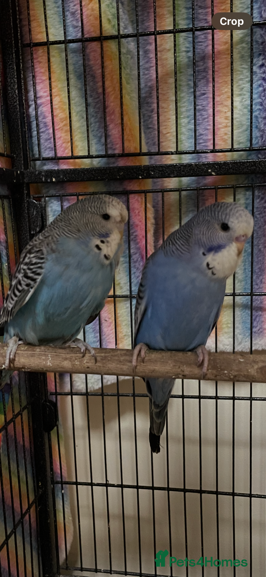 Budgerigars birds for sale: Baby Budgies’s xx males and females available  in Knutsford - Image 2