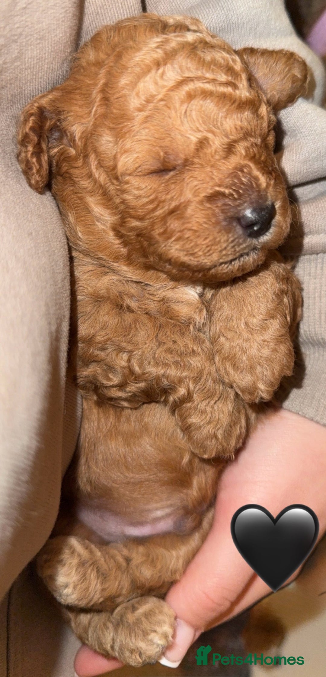Cavapoo dogs for sale: Cavapoo puppies F1BB - Image 6
