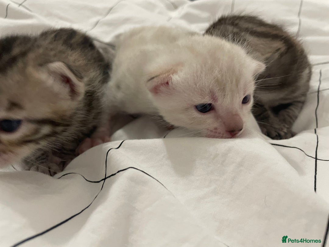 Bengal cats for sale: 🏆🎉New Pedigree Tica Mini Leopards Ready Soon🎉🏆 - Advert 39