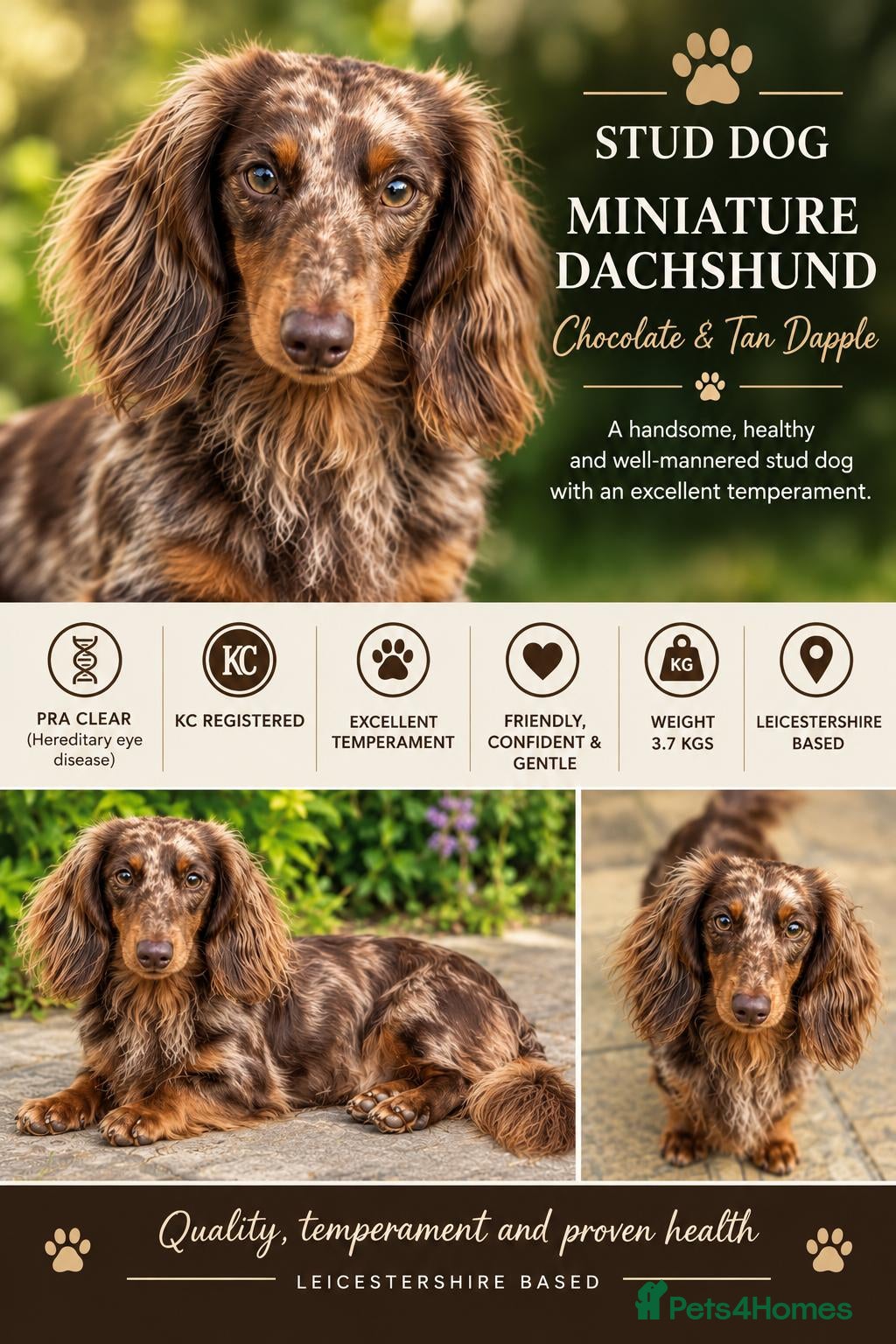 Miniature Dachshund dogs for stud: Chocolate & Tan Dapple Long Haired Mini Dachshund - Advert 15