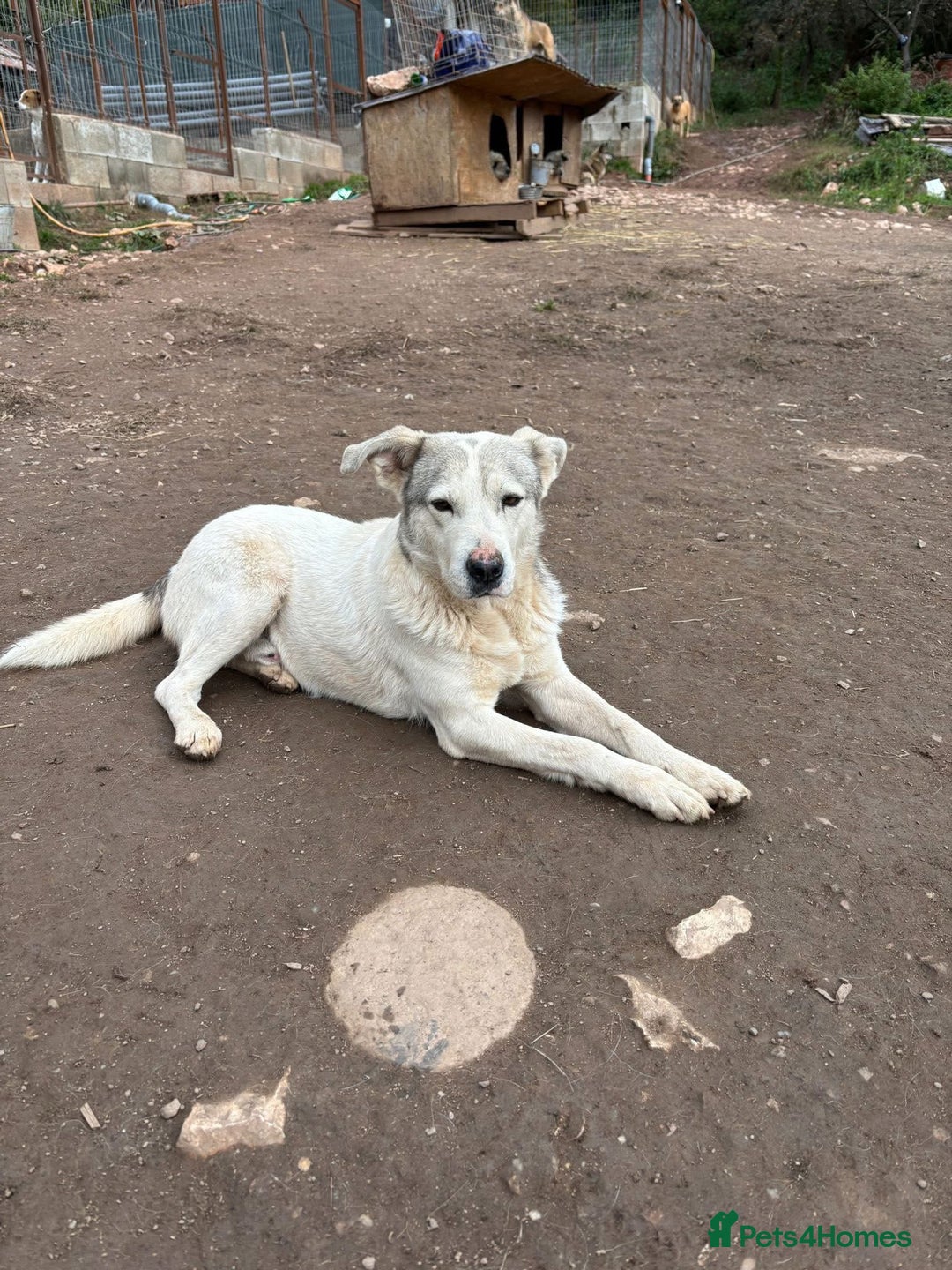 Mixed Breed dogs for adoption: Albut 💙 - Advert 4