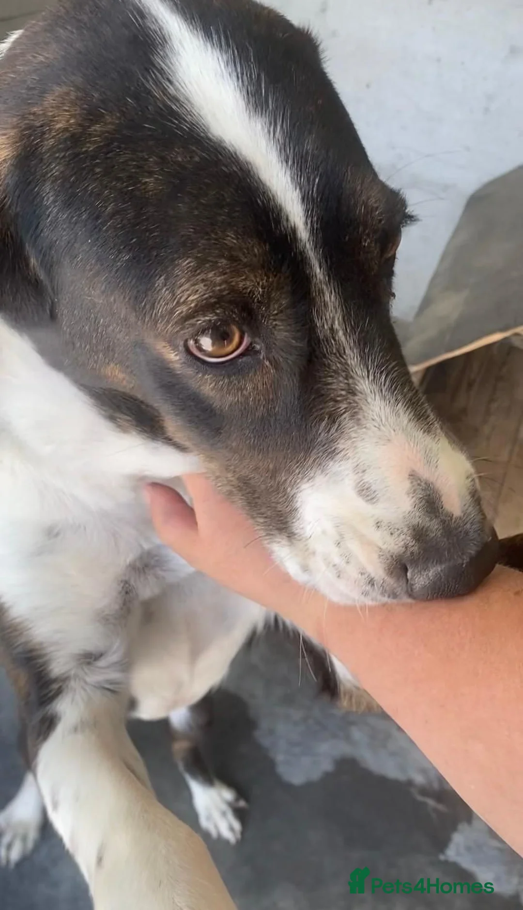 Mixed Breed dogs for adoption: Elin, 2-3 yrs old. Available for adoption. - Advert 2