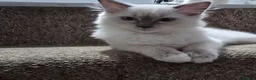 Ragdoll cats for sale: 1 Girl and 1 Boy left pure Ragdoll kittens  - Advert 10