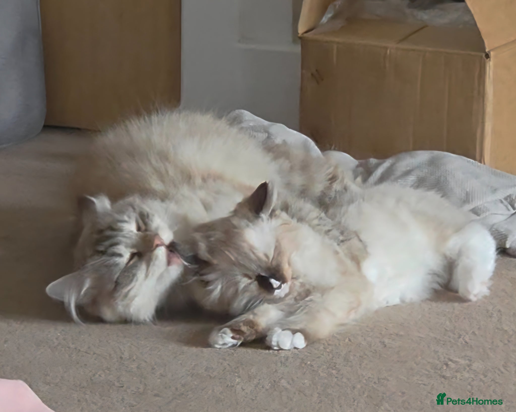 Siberian cats for sale: Gorgeous Siberian Kitten  - Advert 9