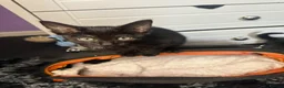 Mixed Breed cats for sale: 3 beautiful kittens  in Stafford - Advert 2