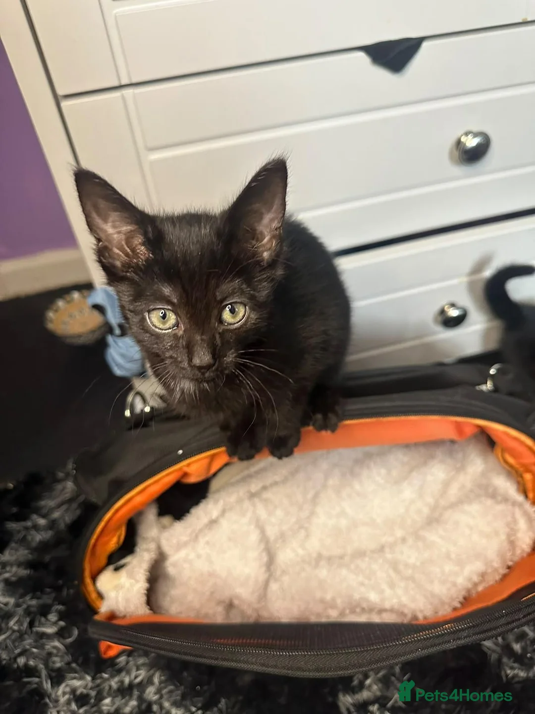 Mixed Breed cats for sale: 3 beautiful kittens  in Stafford - Advert 2