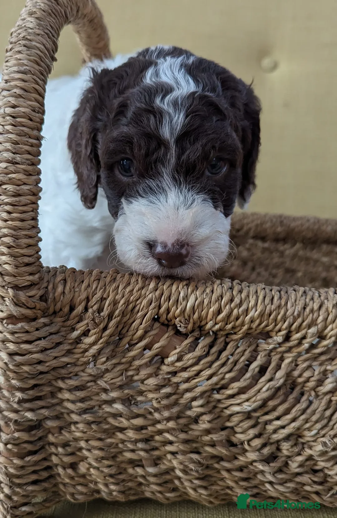 Labradoodle dogs for stud: Outstanding Australian Labradoodle Stud - Advert 24