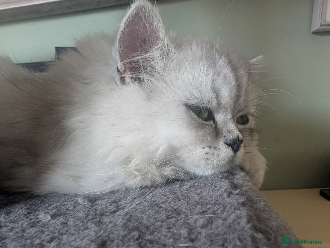 Persian cats for sale: Stunning Persian Boys - Advert 2