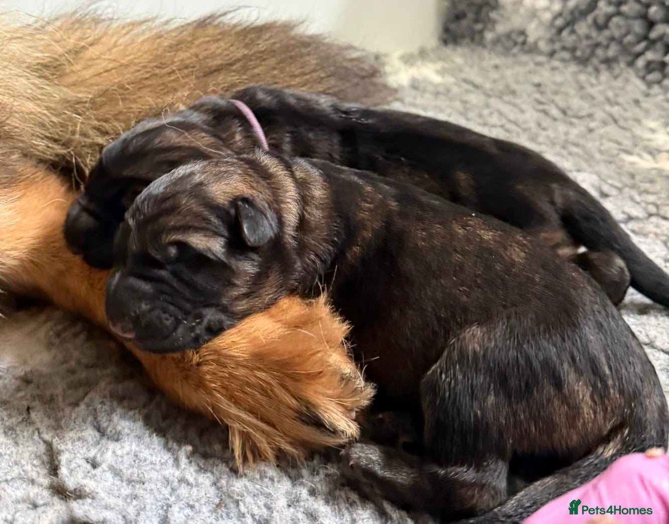 German Shepherd dogs ✨Extensively Health Tested KC Registered pups ✨ - Advert 4