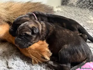 German Shepherd dogs ✨Extensively Health Tested KC Registered pups ✨ - Advert 4