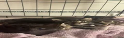 Domestic Shorthair cats for sale: 6 Curious Loving Domestic Shorthair Kittens - Advert 30