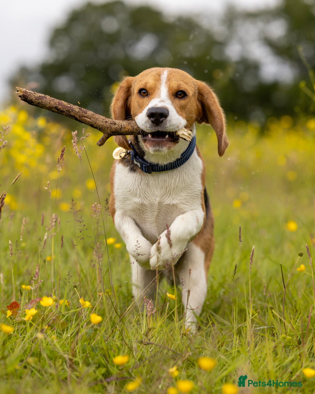 Beagle dogs for stud: Pedigree Beagle for Stud in Aldershot - Image 6
