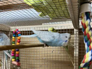 Budgerigars birds Young and Adult Budgerigars for sale - Advert 21