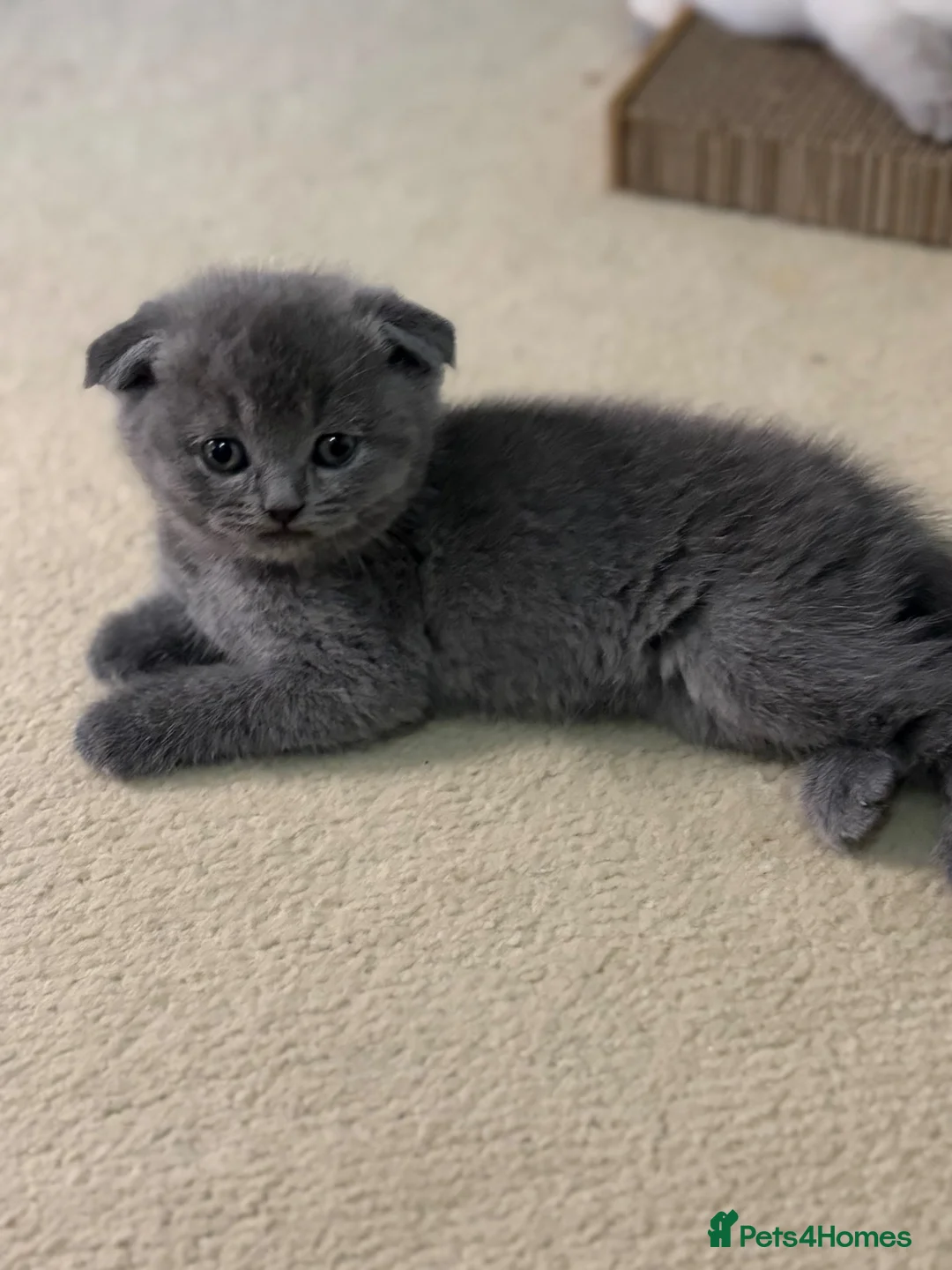British Shorthair cats for sale: Bsh kittens - Advert 2