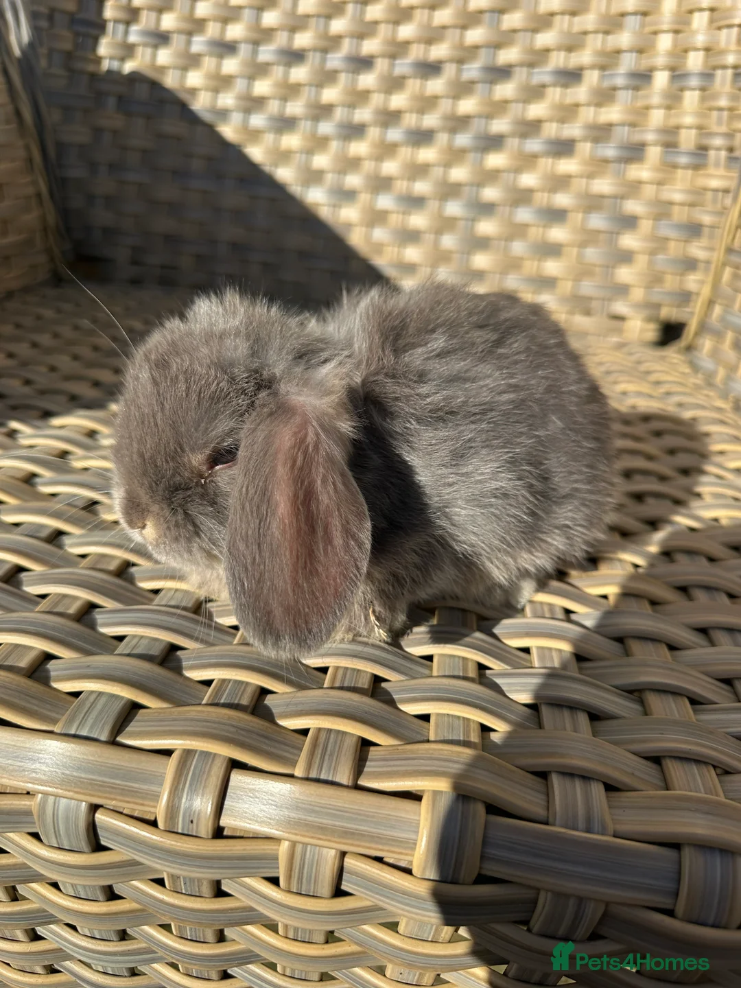Mini Lop rabbits for sale: 4 handsome male mini lop baby brothers. - Advert 5