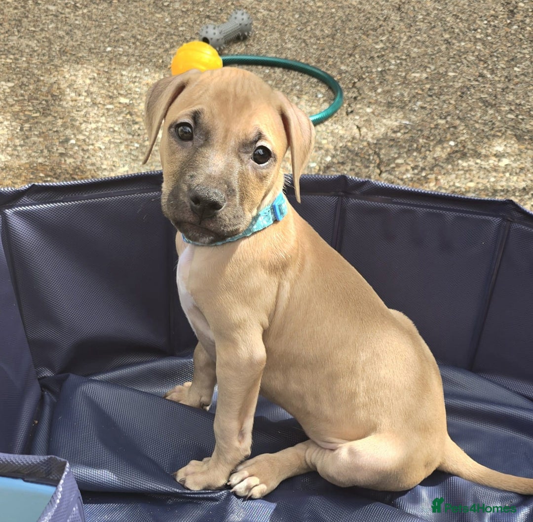 Mixed Breed dogs for sale: Staff cross pups - Image 10