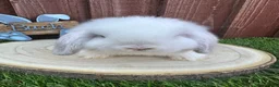 Mini Lop rabbits for sale: Beautiful purebred mini lops ready to reserve 😍 - Advert 7