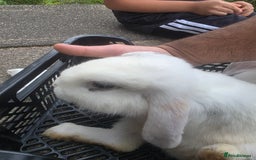 Blanc De Hotot rabbits for sale: rabbits for sale  - Image 1