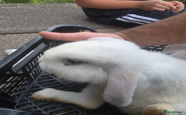 Blanc De Hotot rabbits - Advert 10