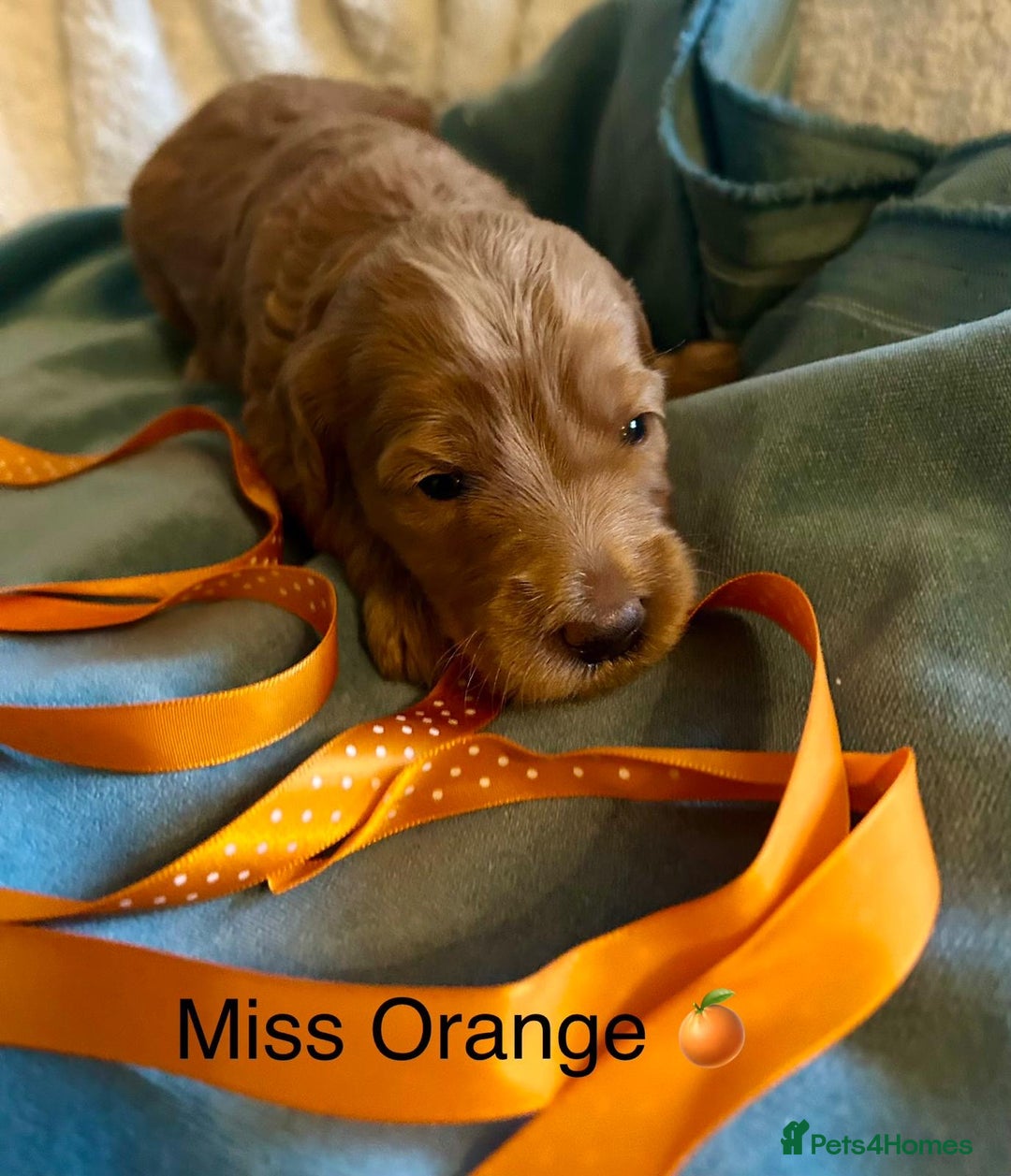 Labradoodle dogs for sale: 🥰 Cute Miniature labradoodle Pups 💖💕 - Advert 13