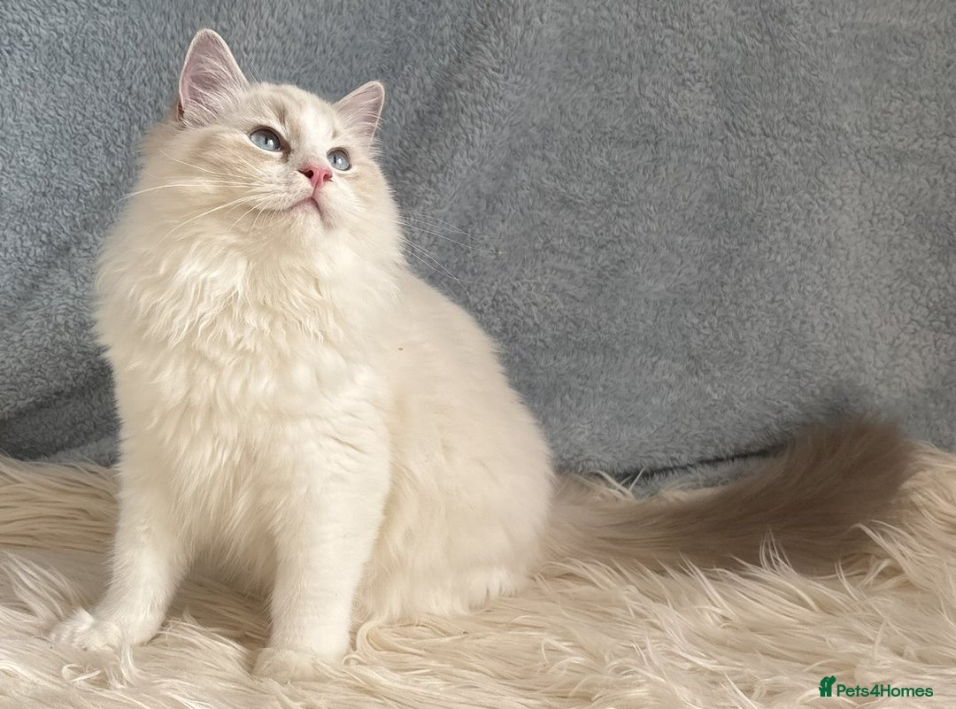 Ragdoll cats for sale: Playful Pedigree Ragdoll Kittens Available - Advert 24