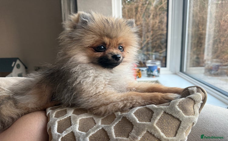 Pomeranian dogs - Advert 16