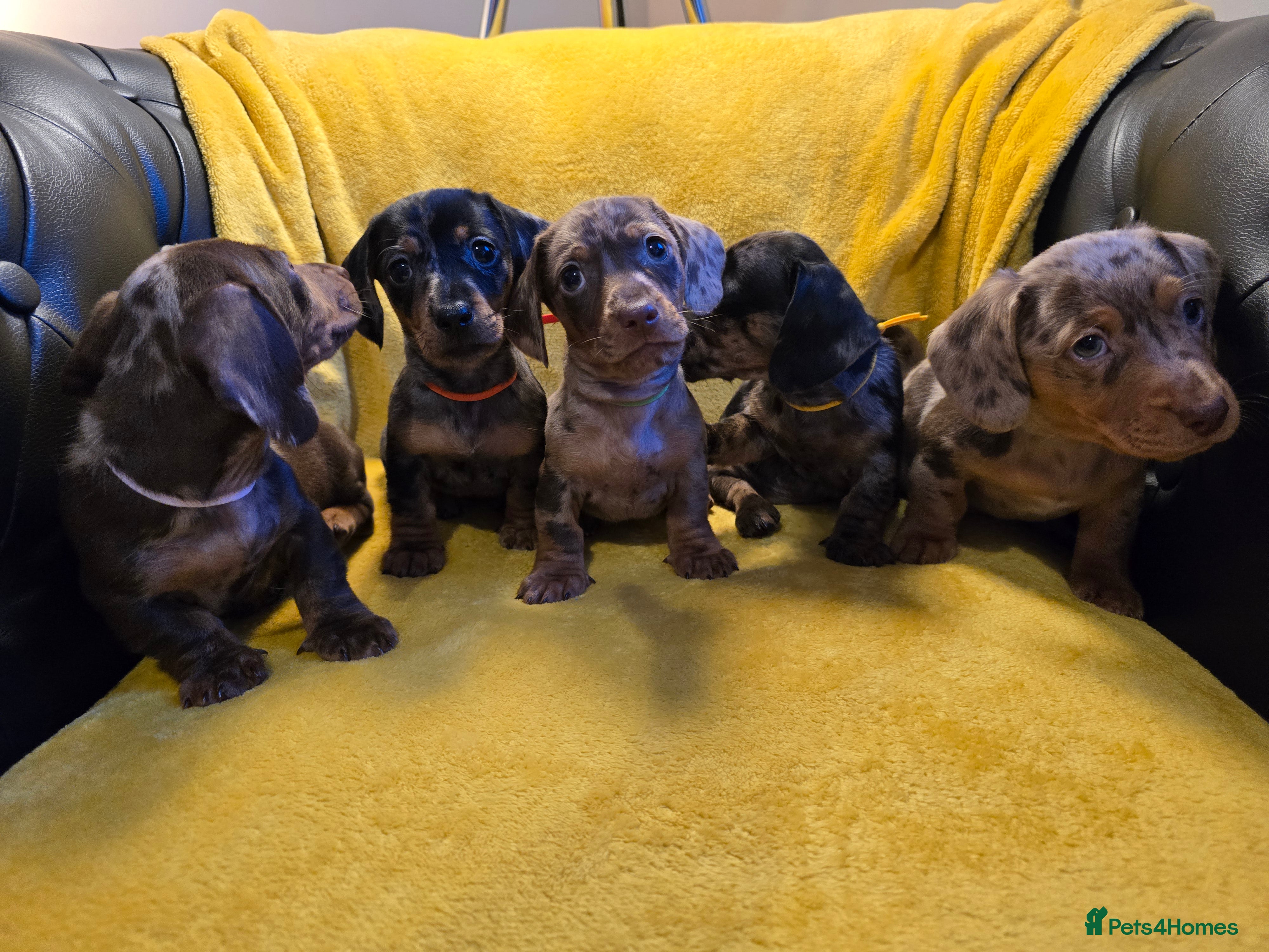 Miniature Dachshund dogs Stunning Miniature Dachshund Puppies Available Now - Advert 5