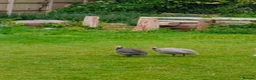 Guinea Fowl poultry for sale: Point of lay Guinea fowl for rehome  in Birmingham - Advert 5
