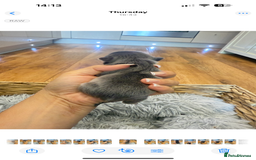 French Bulldog dogs for sale: Full fluffy french bulldogs top quality 2 left  - Image 6