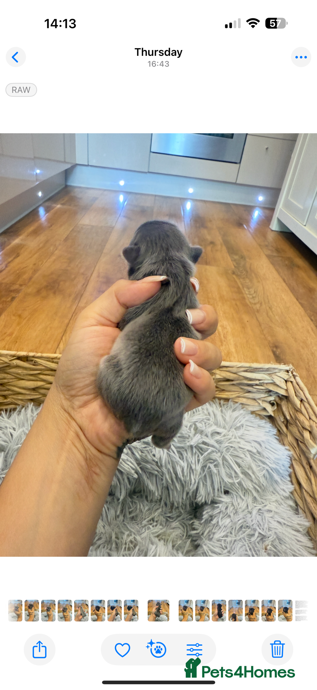 French Bulldog dogs for sale: Full fluffy french bulldogs top quality 2 left  - Image 6