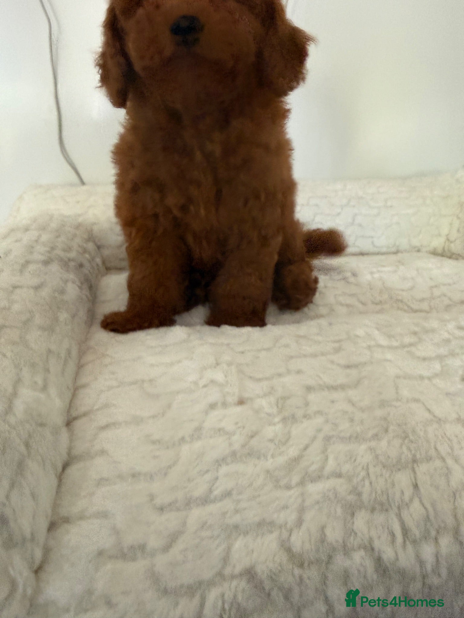Toy Poodle dogs Kc reg, fully DNA clear, deep red.  - Advert 2