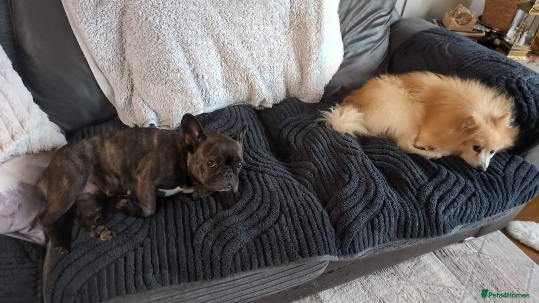 French Bulldog dogs for sale: Livy loveable French bull dog brindle  - Advert 1