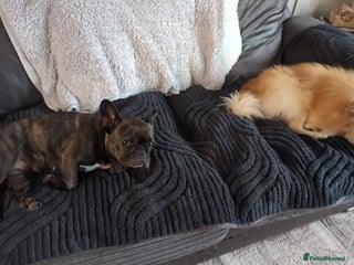 French Bulldog dogs Livy loveable French bull dog brindle - Advert 1