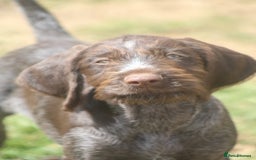 German Wirehaired Pointer dogs for sale: Beautiful Gwps puppies - Image 12
