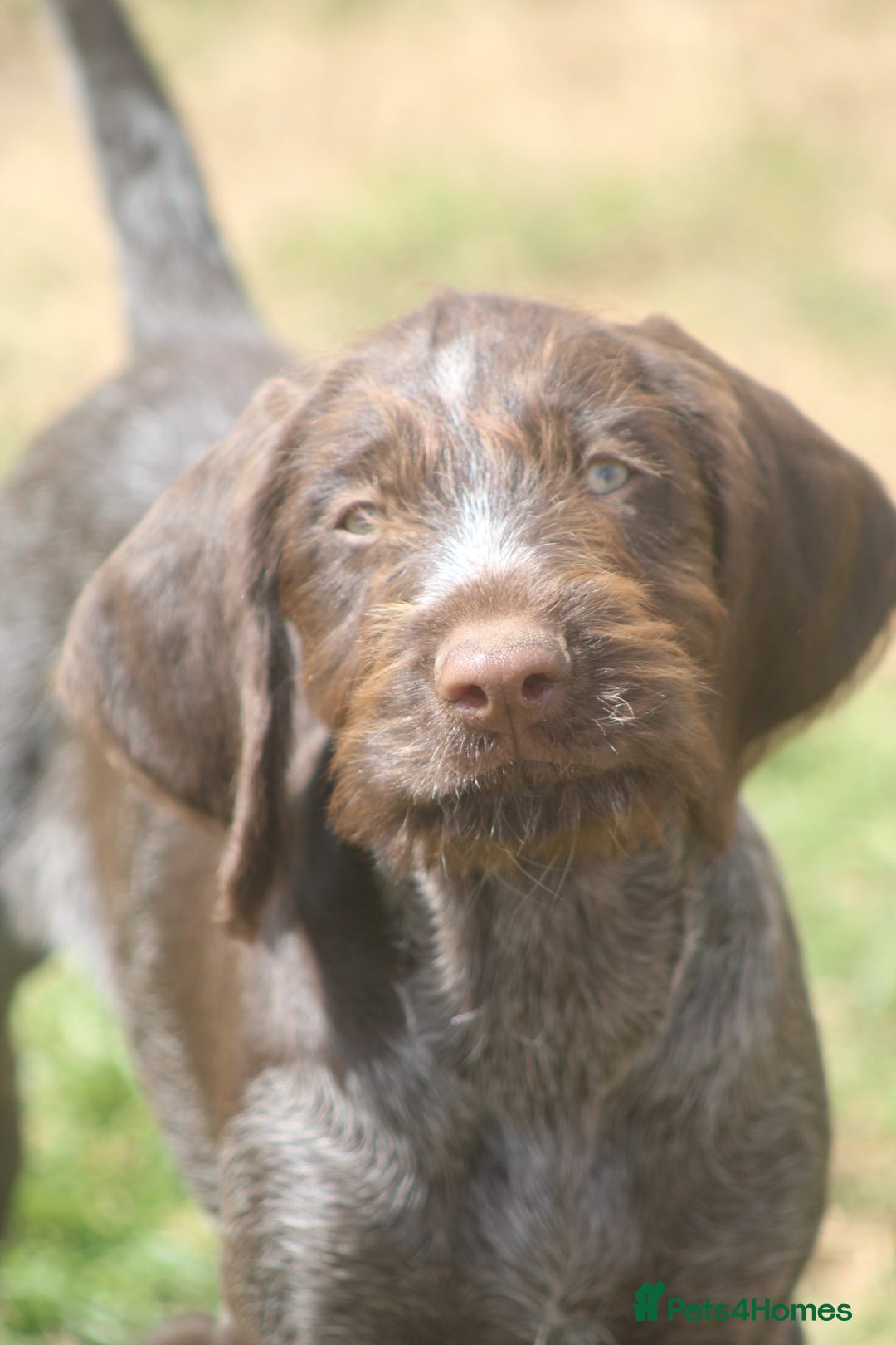 German Wirehaired Pointer dogs for sale: Beautiful Gwps puppies - Image 12