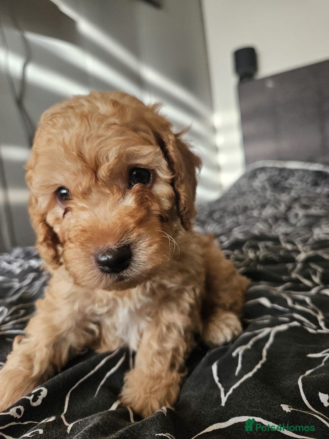 Cockapoo dogs for sale: Gorgeous cockapoo puppies, 2 boys and 2 girls - Advert 14